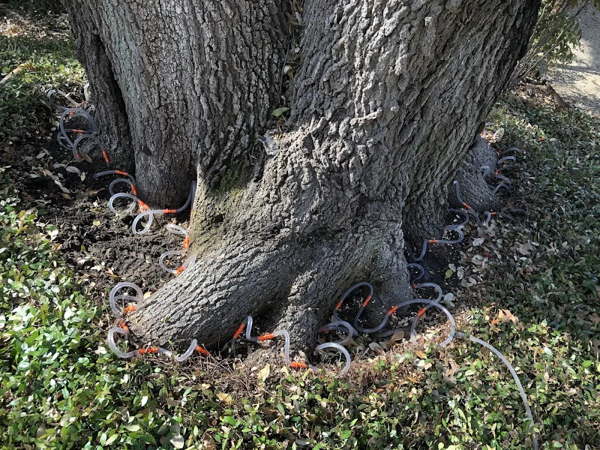 Detailed Tree Cabling and Bracing job site in West Bethel