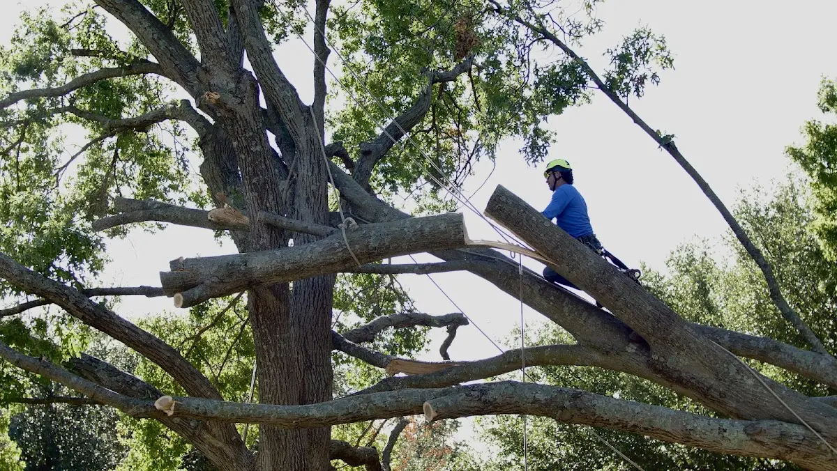 Professional Crown Thinning performed by certified arborists in West Bethel