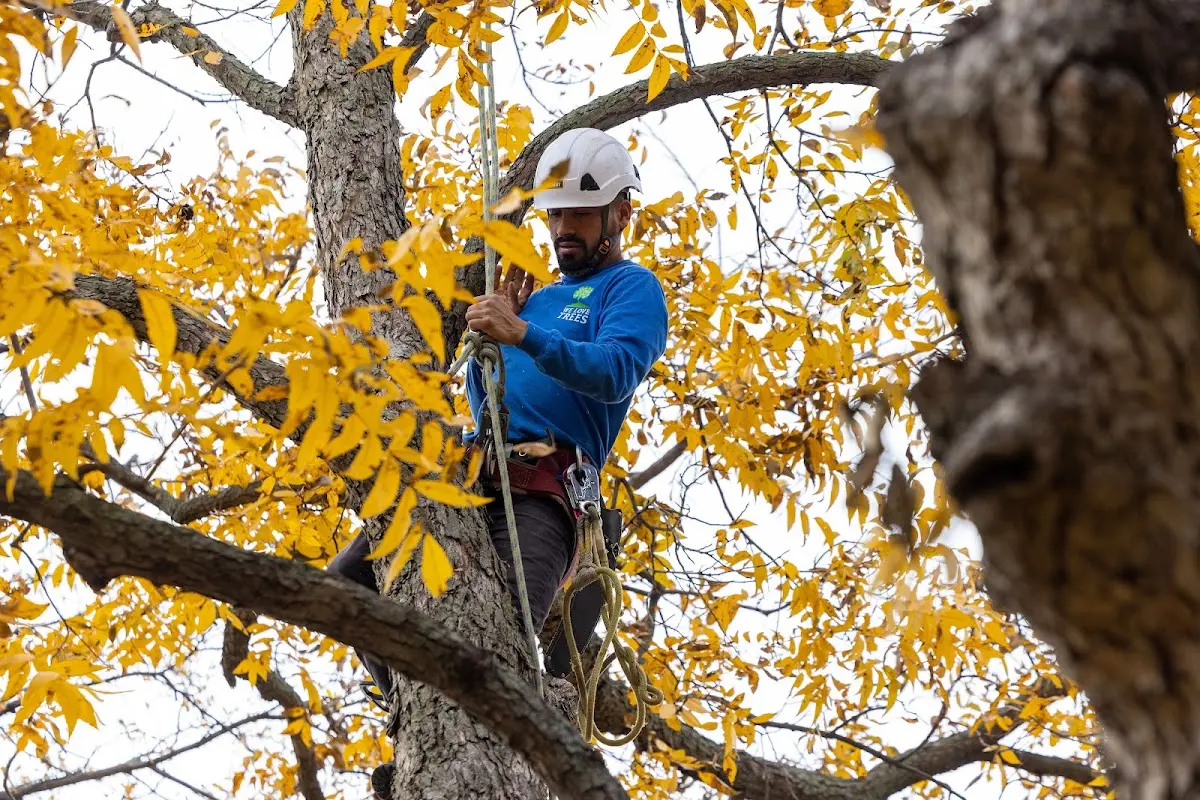 Skilled Tree Pruning crew working in West Bethel